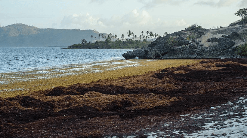 The-Caribbean-Is-Swimming-in-Seaweed.-Scientists-Aim-To-Turn-It-Into-Jet-Fuel-and-Batteries.png
