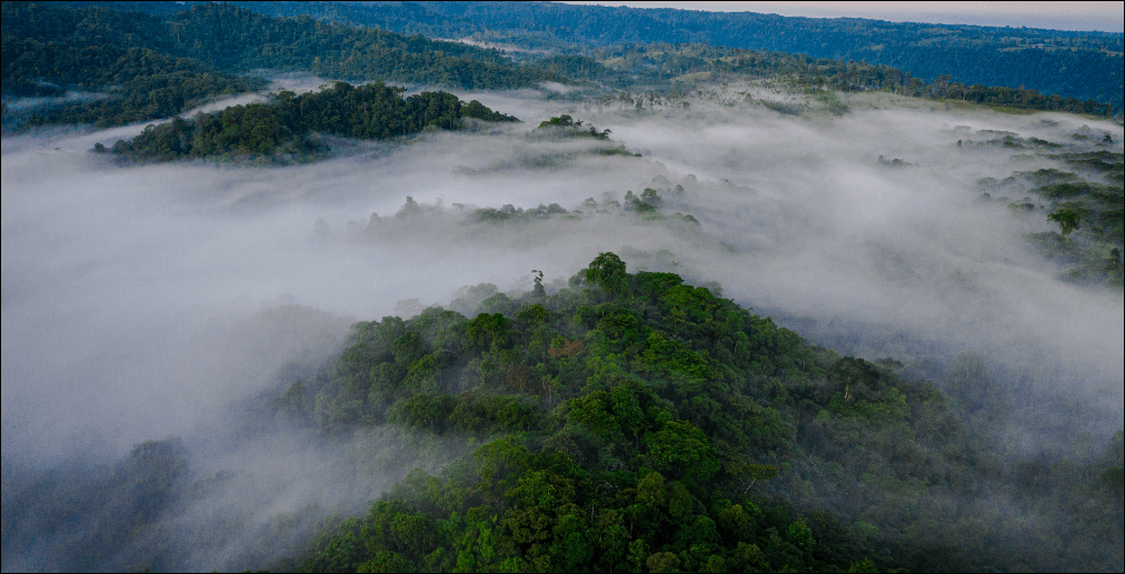 ‘Blockchain’ se posiciona como solución para proteger los bosques y combatir el cambio climático