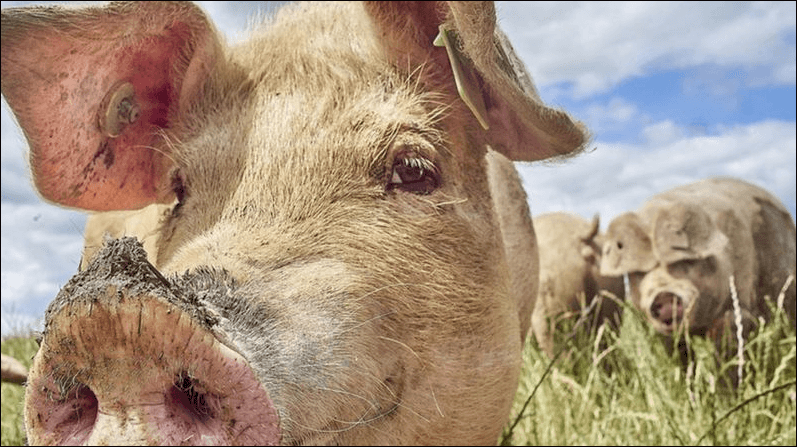AEnergías limpias: el extraordinario aumento del uso de grasa de animales para producir combustibles ecológicos