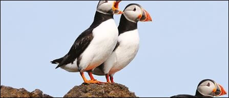 Nature restoration hinges on climate mitigation: building synergy for Europe’s biodiversity