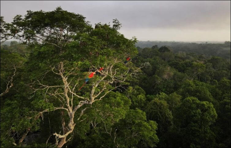 The-innovative-climate-finance-model-that-has-protected-over-120-million-hectares-of-ecosystem.jpg