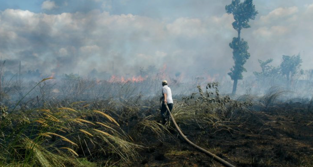 Bosque afectado por incendio forestal en imagen de referencia ambiental.